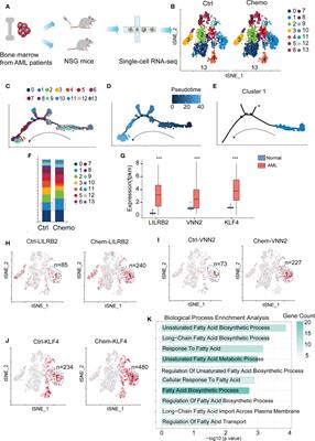 Fatty acid metabolism predicts prognosis and NK cell immunosurveillance of acute myeloid leukemia patients